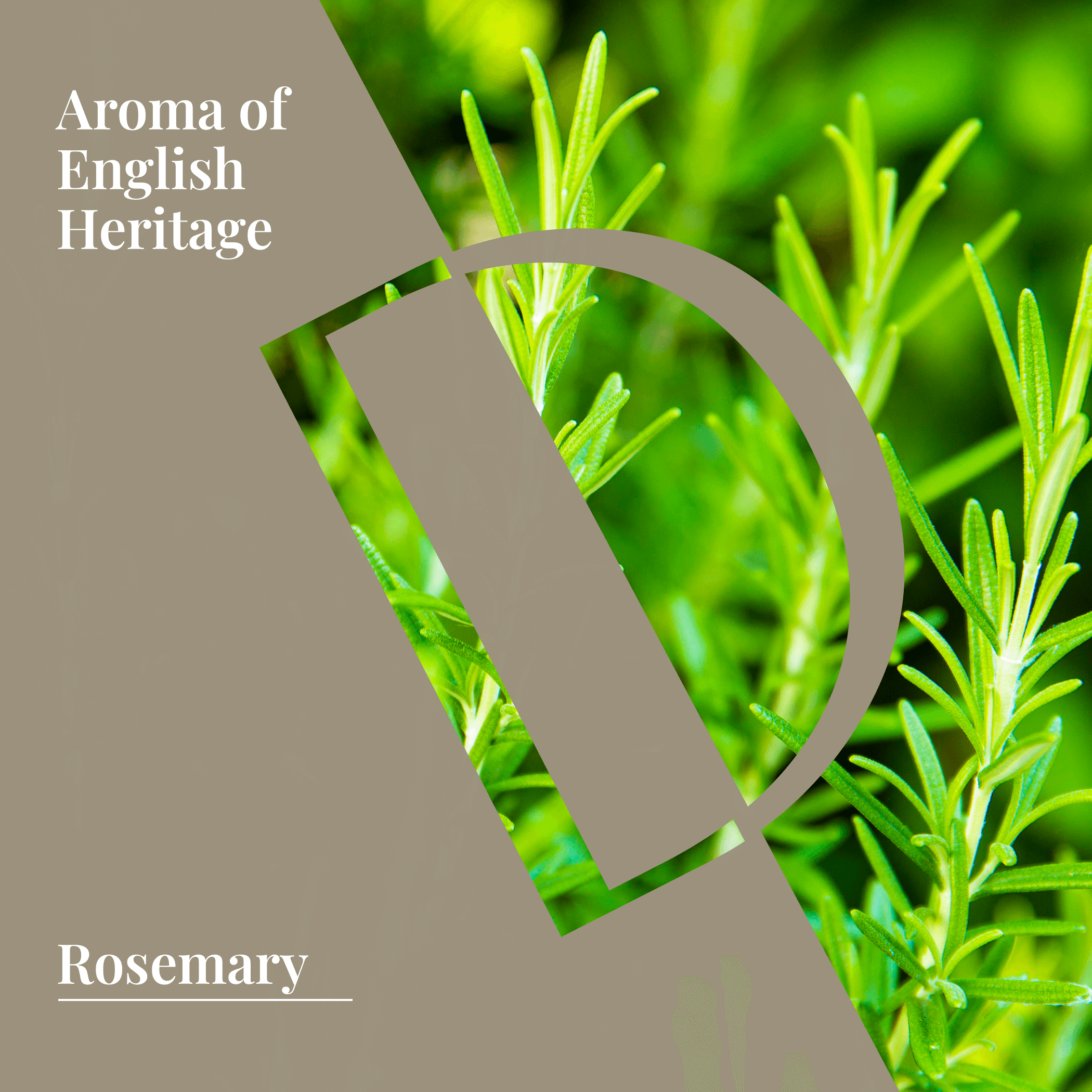 Rosemary Organic Wellness Grade Essential Oil